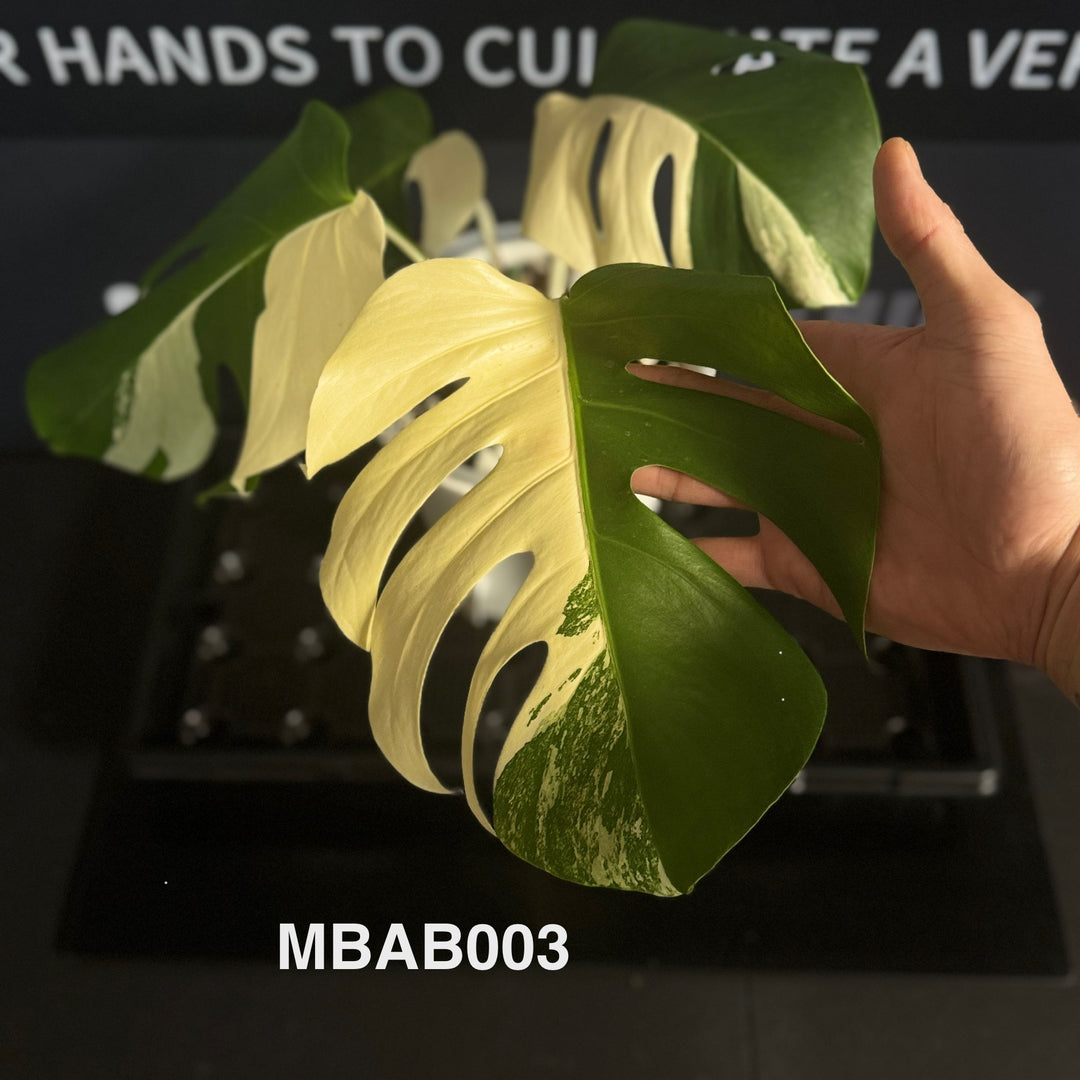 Monstera Borsigiana Albo Var.【长茎白】[MBAB]