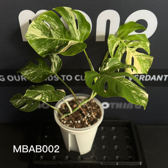 Monstera Borsigiana Albo Var.【长茎白】[MBAB]