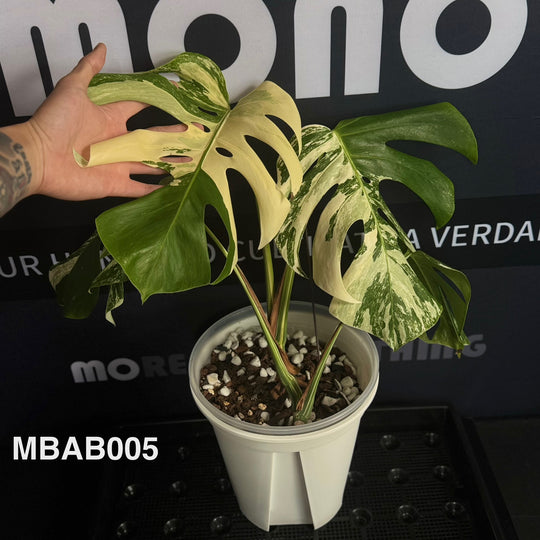 Monstera Borsigiana Albo Var.【长茎白】[MBAB]