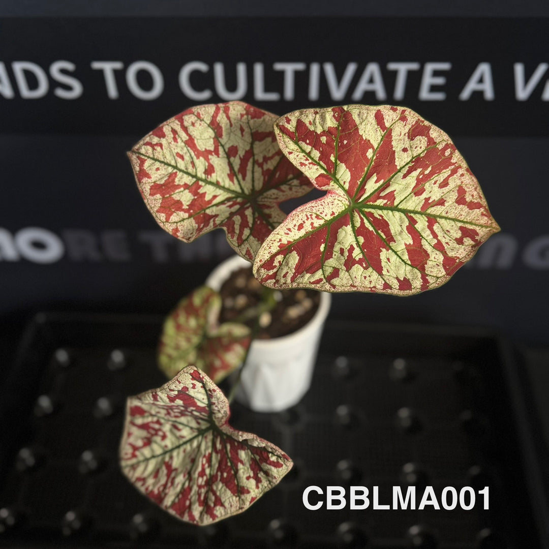 Caladium Bicolor 【Bloody Marry】【猩红玛丽】 [CBBLMA]