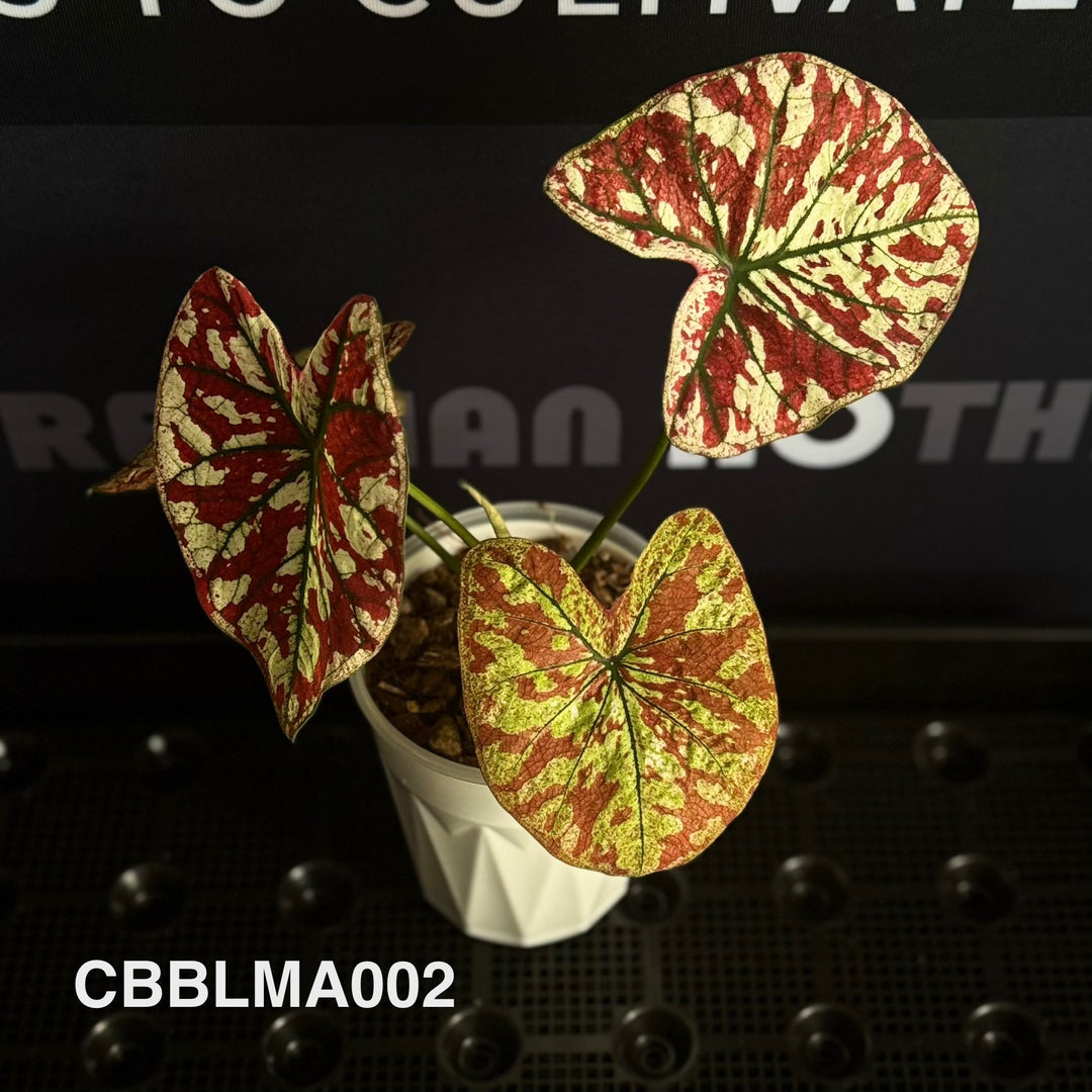 Caladium Bicolor 【Bloody Marry】【猩红玛丽】 [CBBLMA]