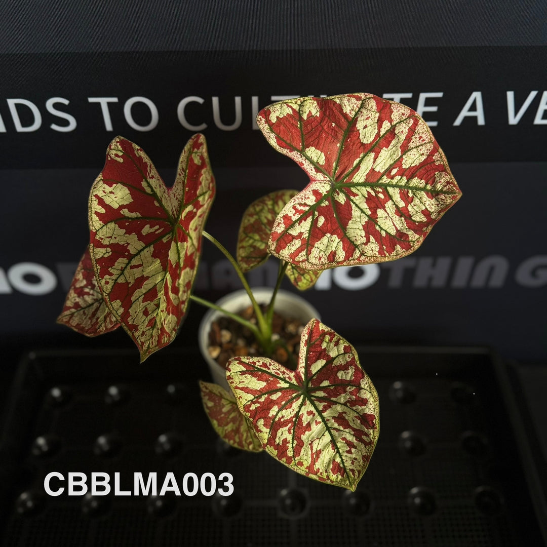 Caladium Bicolor 【Bloody Marry】【猩红玛丽】 [CBBLMA]