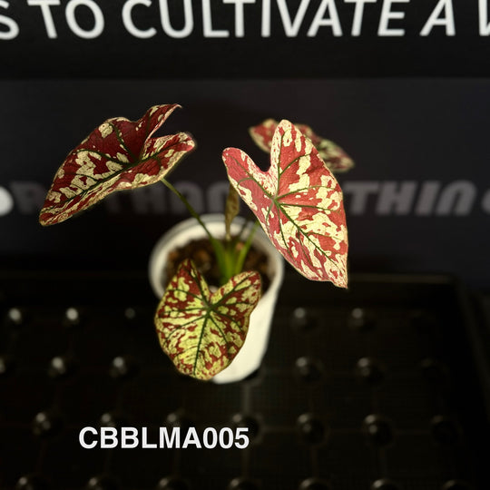 Caladium Bicolor 【Bloody Marry】【猩红玛丽】 [CBBLMA]