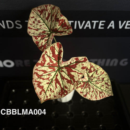 Caladium Bicolor 【Bloody Marry】【猩红玛丽】 [CBBLMA]