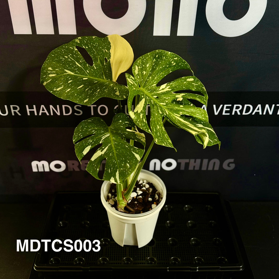 Monstera Deliciosa【Thai Constellation】S Grade 【极密洒金】[MDTCS]