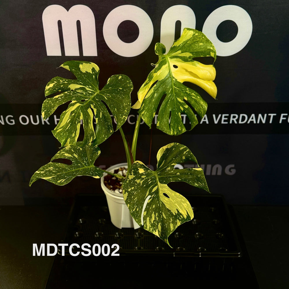 Monstera Deliciosa【Thai Constellation】S Grade 【极密洒金】[MDTCS]
