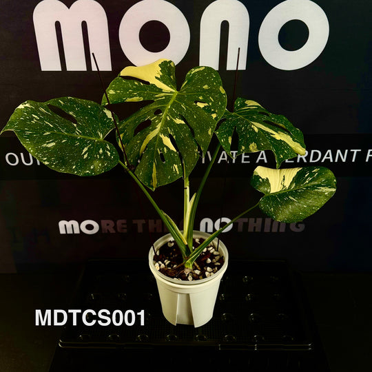 Monstera Deliciosa【Thai Constellation】S Grade 【极密洒金】[MDTCS]