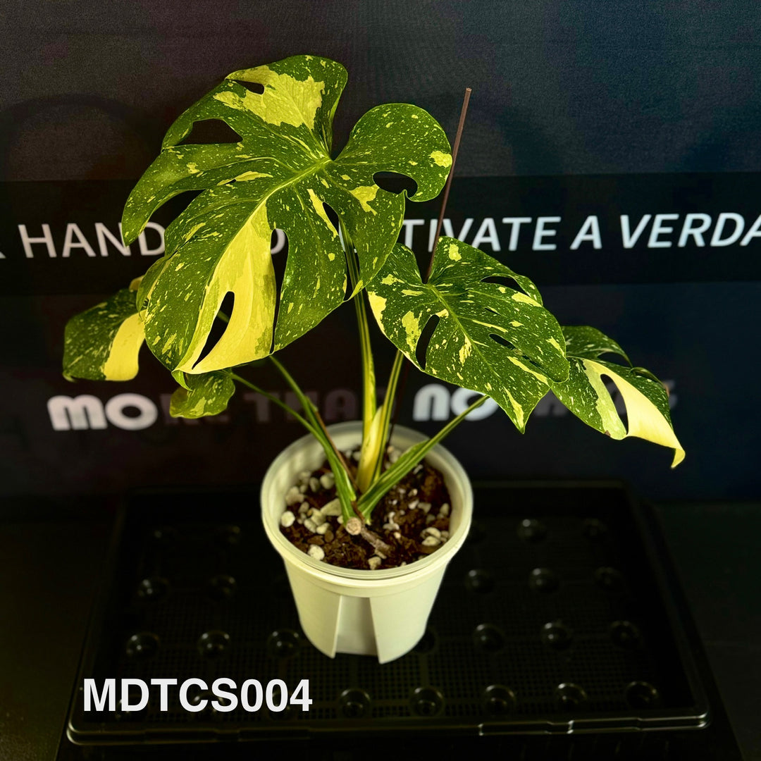 Monstera Deliciosa【Thai Constellation】S Grade 【极密洒金】[MDTCS]