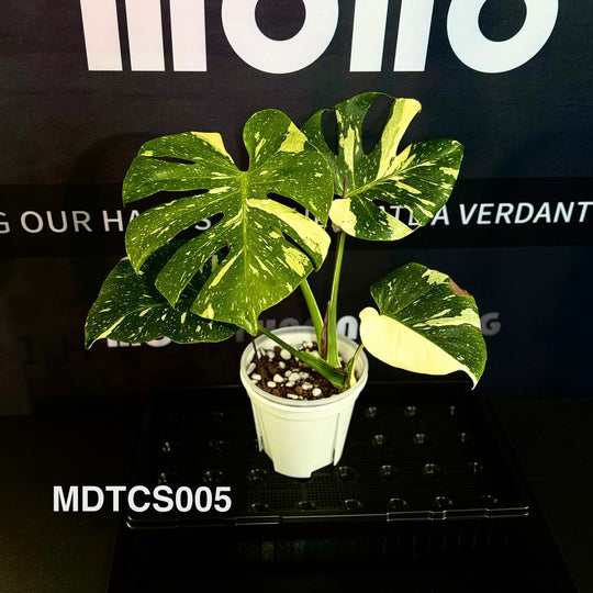 Monstera Deliciosa【Thai Constellation】S Grade 【极密洒金】[MDTCS]