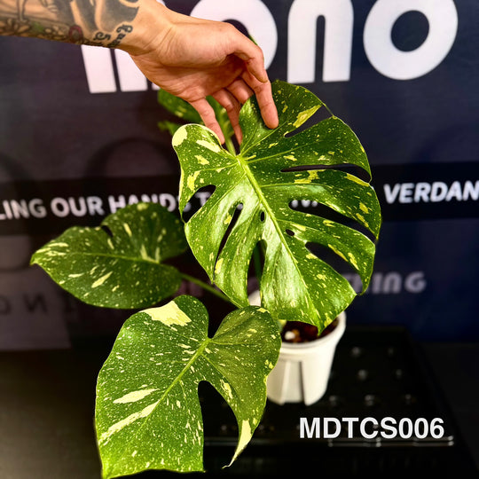 Monstera Deliciosa【Thai Constellation】S Grade 【极密洒金】[MDTCS]