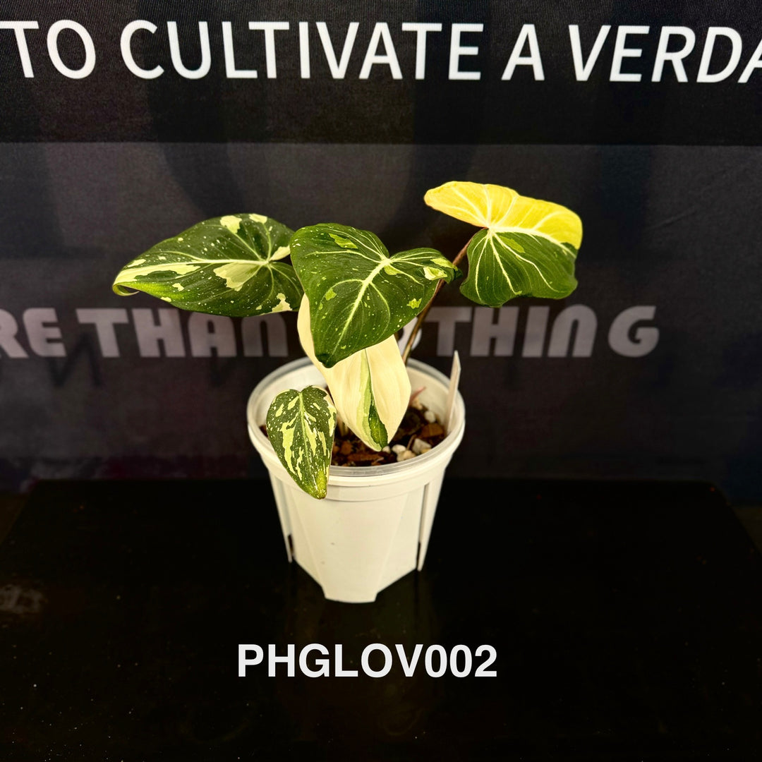 Philodendron Gloriosum Variegated [PHGLOV]