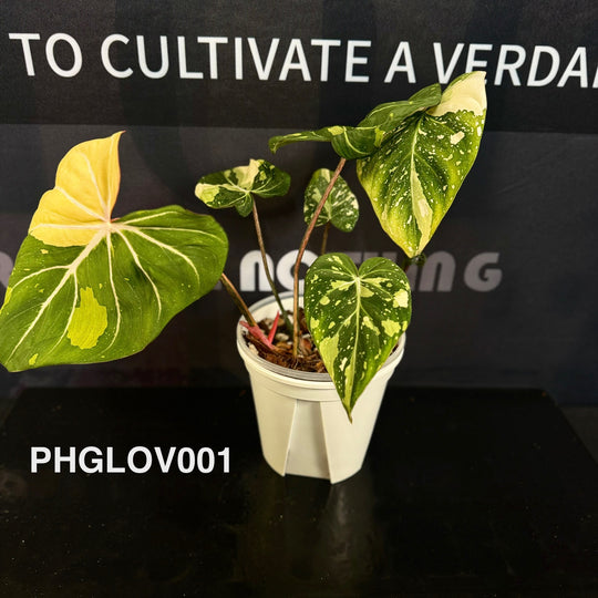 Philodendron Gloriosum Variegated [PHGLOV]