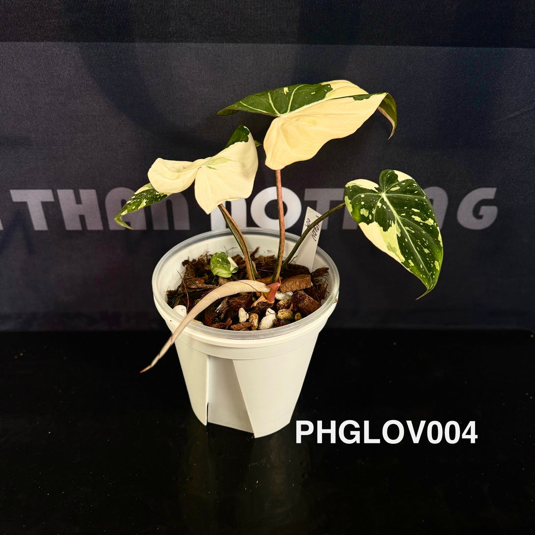 Philodendron Gloriosum Variegated [PHGLOV]