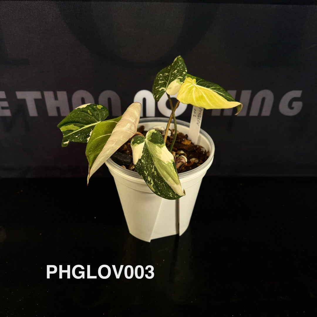 Philodendron Gloriosum Variegated [PHGLOV]