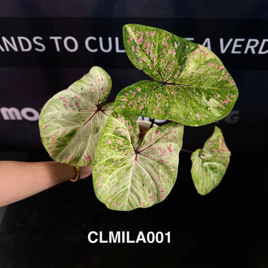 Caladium Bicolor 'Milan' [CLMILA]