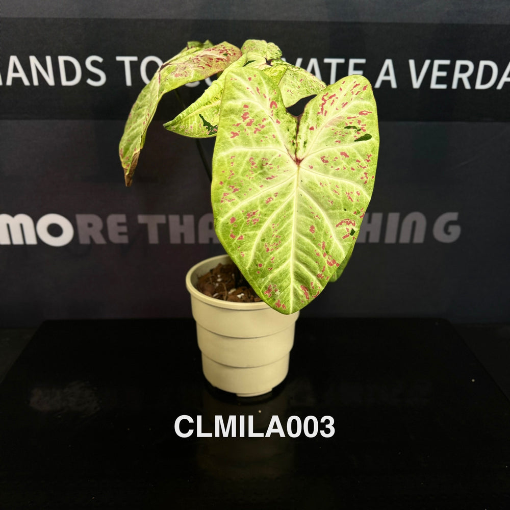 Caladium Bicolor 'Milan' [CLMILA]