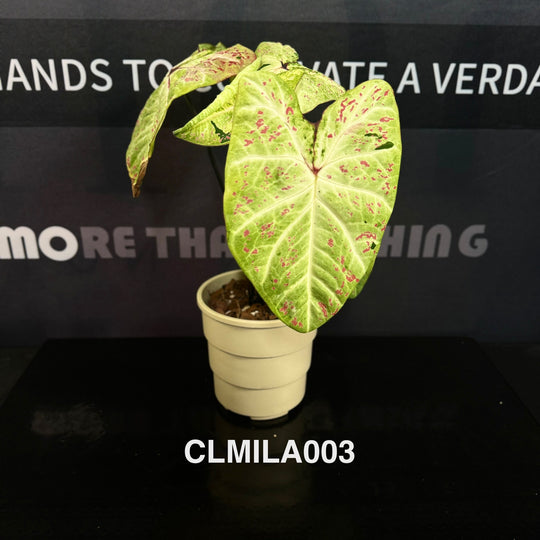 Caladium Bicolor 'Milan' [CLMILA]