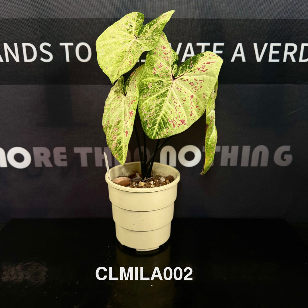 Caladium Bicolor 'Milan' [CLMILA]
