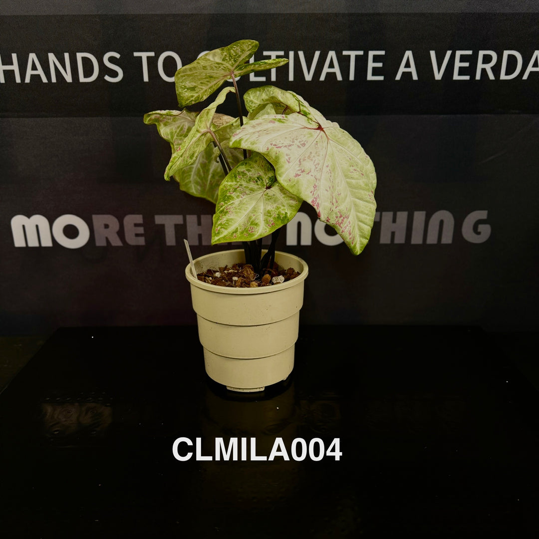 Caladium Bicolor 'Milan' [CLMILA]