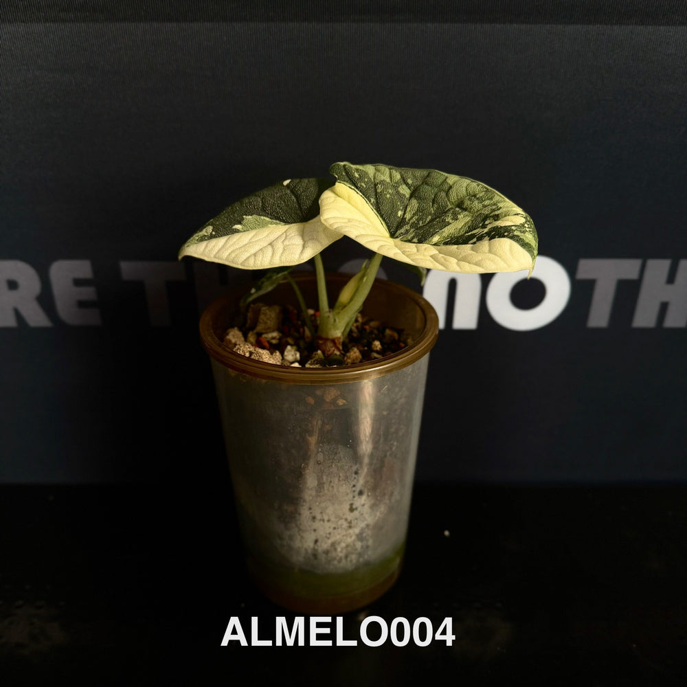 Alocasia Melo Albo Variegation【白锦哈密瓜】 [ALMELO]