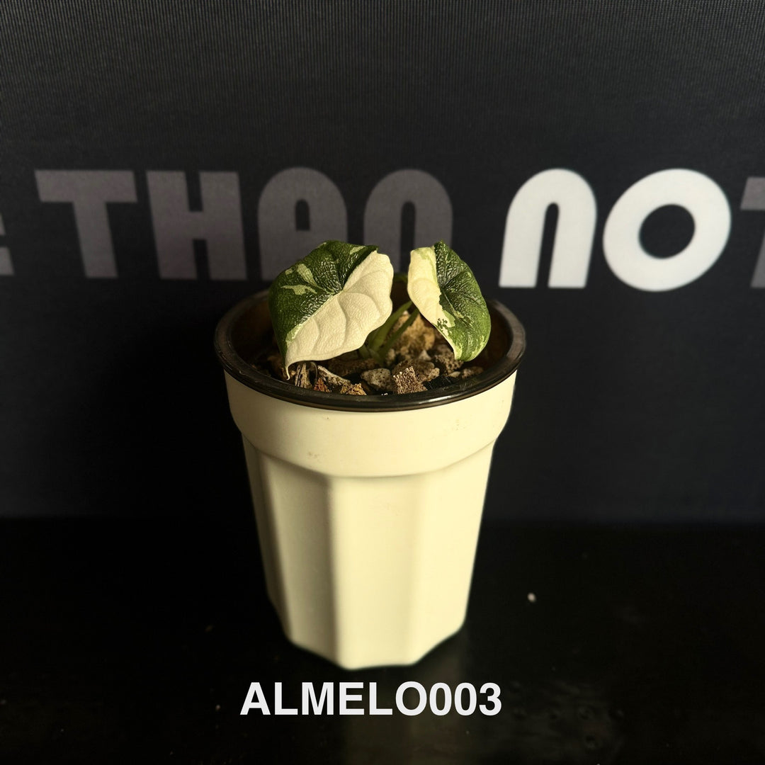 Alocasia Melo Albo Variegation【白锦哈密瓜】 [ALMELO]