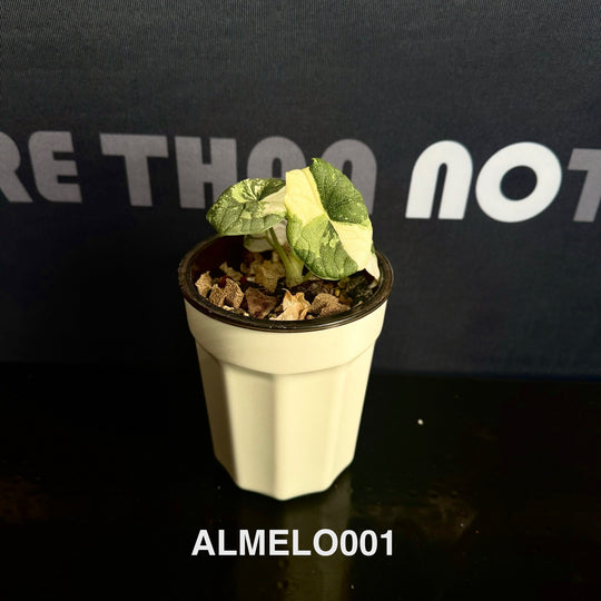 Alocasia Melo Albo Variegation【白锦哈密瓜】 [ALMELO]