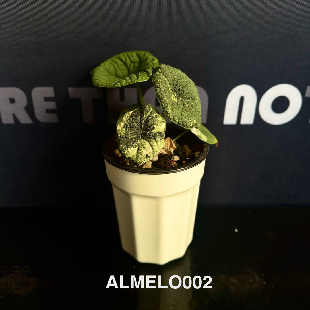 Alocasia Melo Albo Variegation【白锦哈密瓜】 [ALMELO]
