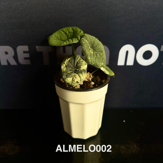 Alocasia Melo Albo Variegation【白锦哈密瓜】 [ALMELO]