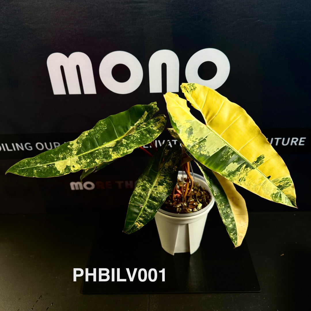 Philodendron Billietiae Variegated [PHBILV]