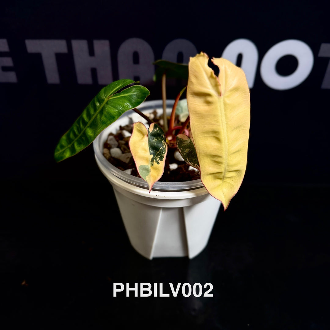 Philodendron Billietiae Variegated [PHBILV]