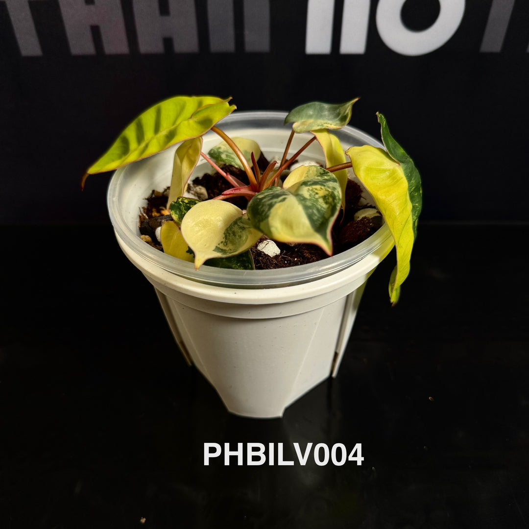 Philodendron Billietiae Variegated [PHBILV]