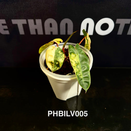 Philodendron Billietiae Variegated [PHBILV]