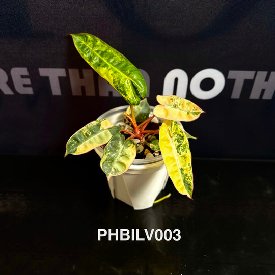 Philodendron Billietiae Variegated [PHBILV]