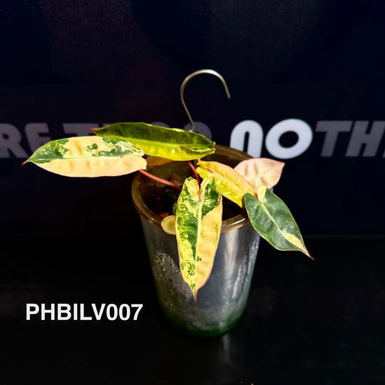 Philodendron Billietiae Variegated [PHBILV]
