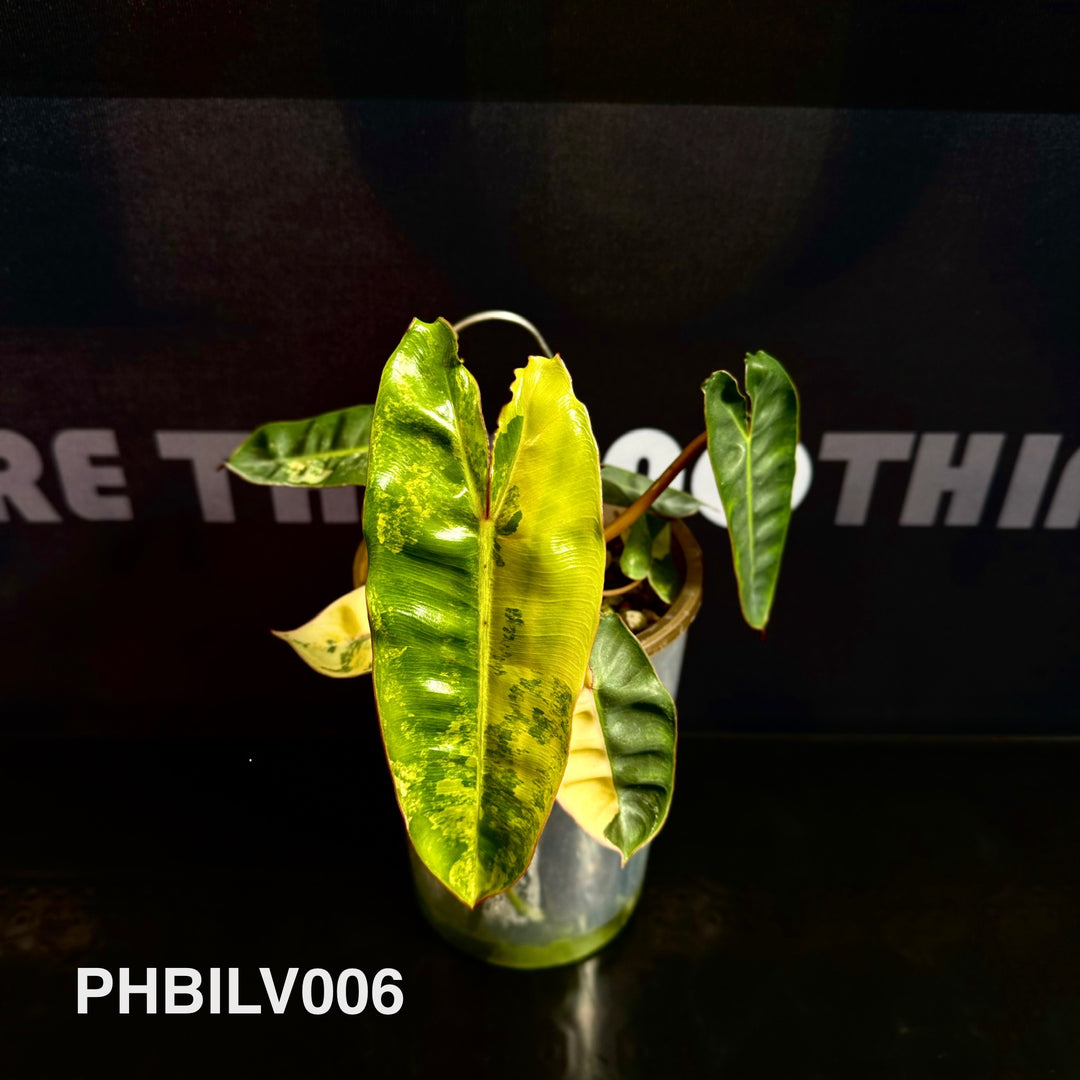 Philodendron Billietiae Variegated [PHBILV]
