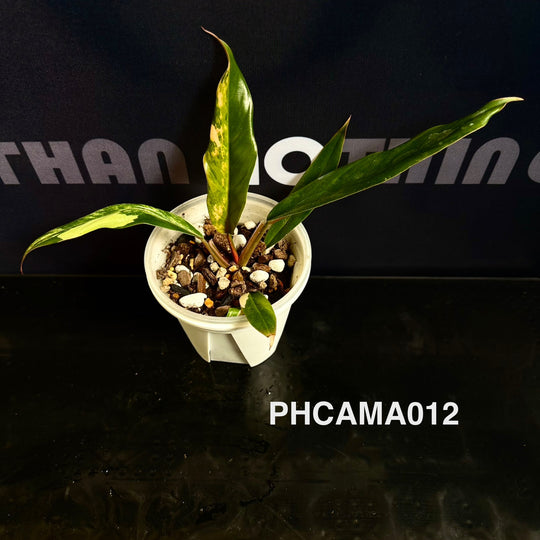 Philodendron【Caramel Marble】【焦糖大理石】[PHCAMA]