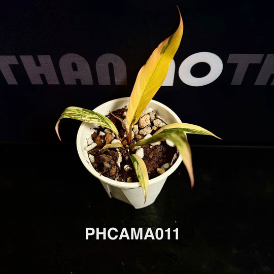 Philodendron【Caramel Marble】【焦糖大理石】[PHCAMA]