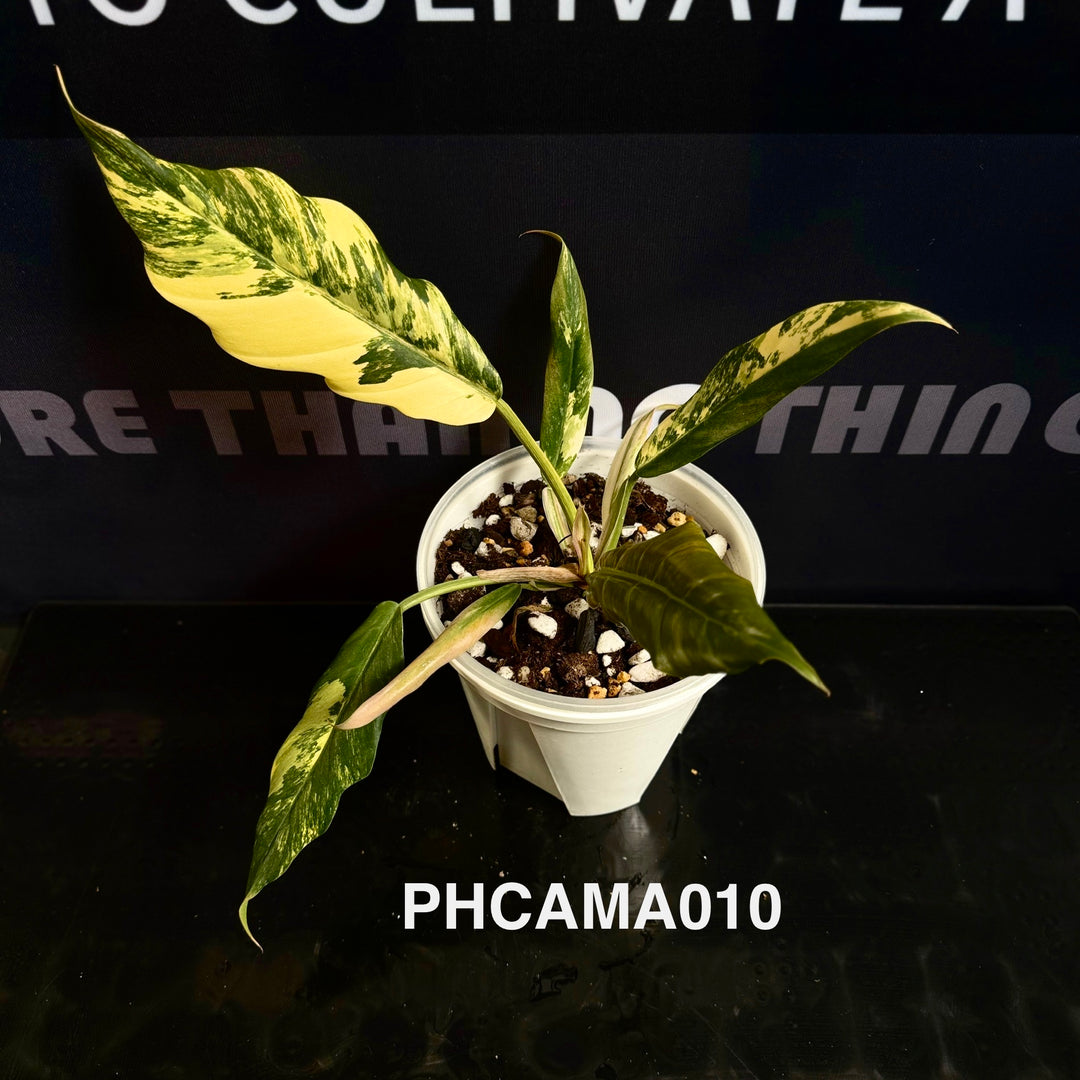 Philodendron【Caramel Marble】【焦糖大理石】[PHCAMA]