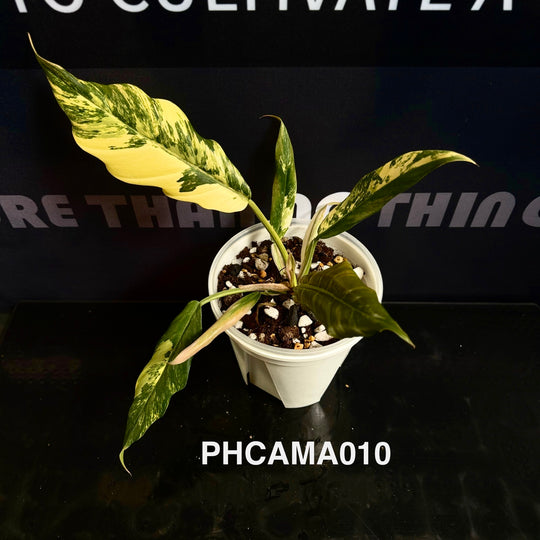 Philodendron【Caramel Marble】【焦糖大理石】[PHCAMA]