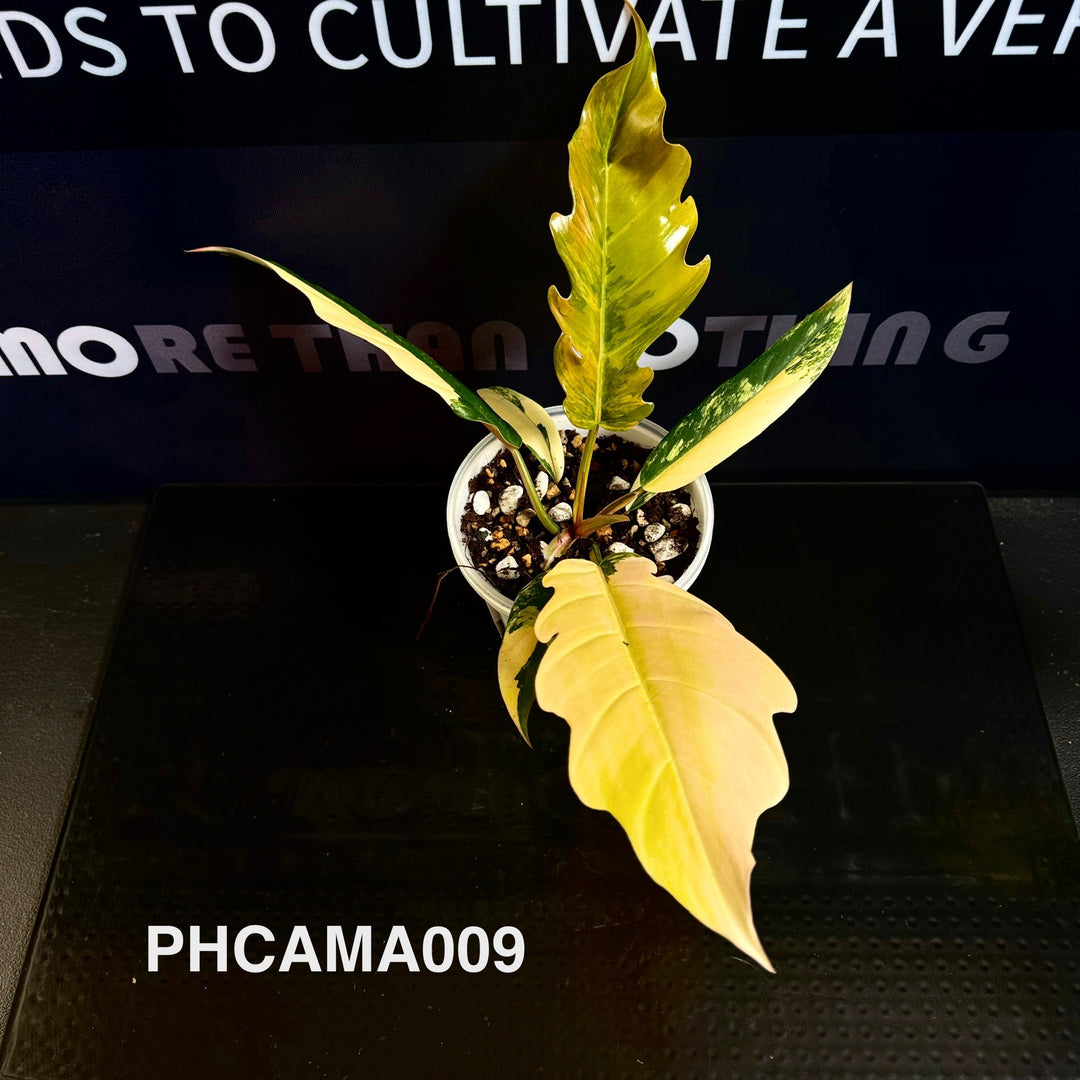 Philodendron【Caramel Marble】【焦糖大理石】[PHCAMA]