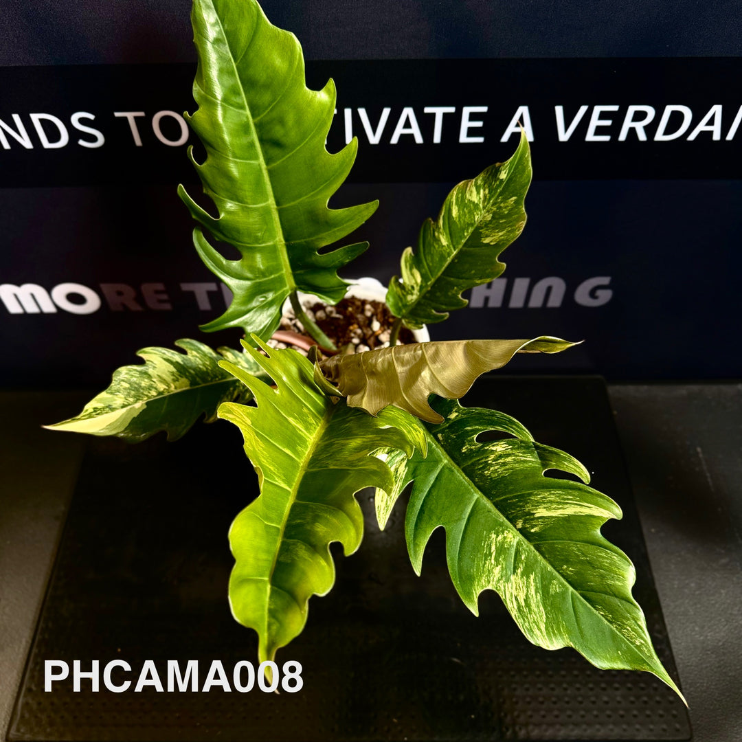 Philodendron【Caramel Marble】【焦糖大理石】[PHCAMA]