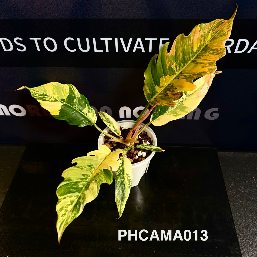 Philodendron【Caramel Marble】【焦糖大理石】[PHCAMA]