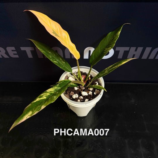 Philodendron【Caramel Marble】【焦糖大理石】[PHCAMA]