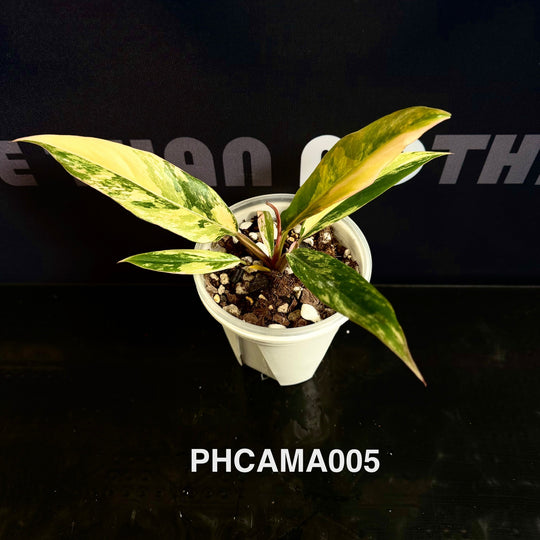 Philodendron【Caramel Marble】【焦糖大理石】[PHCAMA]
