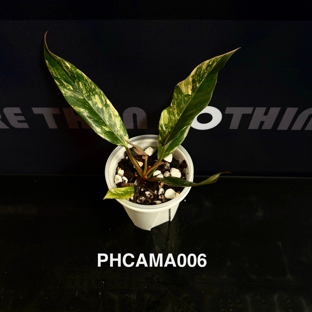 Philodendron【Caramel Marble】【焦糖大理石】[PHCAMA]