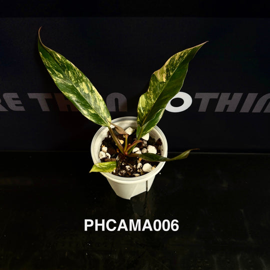 Philodendron【Caramel Marble】【焦糖大理石】[PHCAMA]