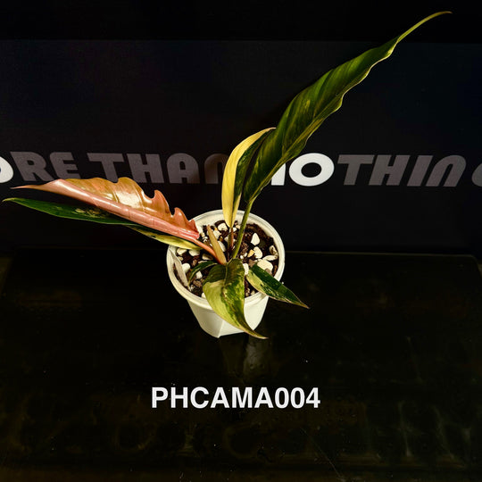 Philodendron【Caramel Marble】【焦糖大理石】[PHCAMA]