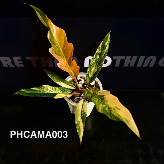 Philodendron【Caramel Marble】【焦糖大理石】[PHCAMA]