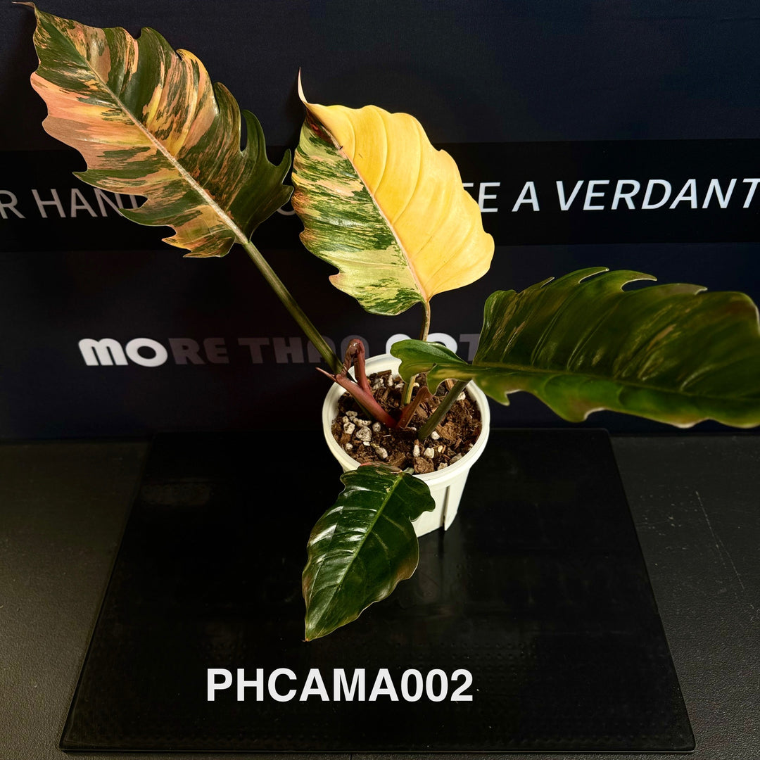 Philodendron【Caramel Marble】【焦糖大理石】[PHCAMA]