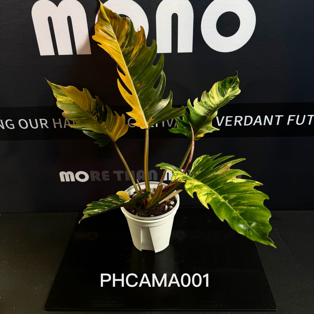 Philodendron【Caramel Marble】【焦糖大理石】[PHCAMA]